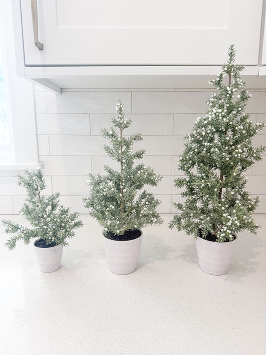 Juniper Tree with White Berries in White Ribbed Pot - 3 Sizes