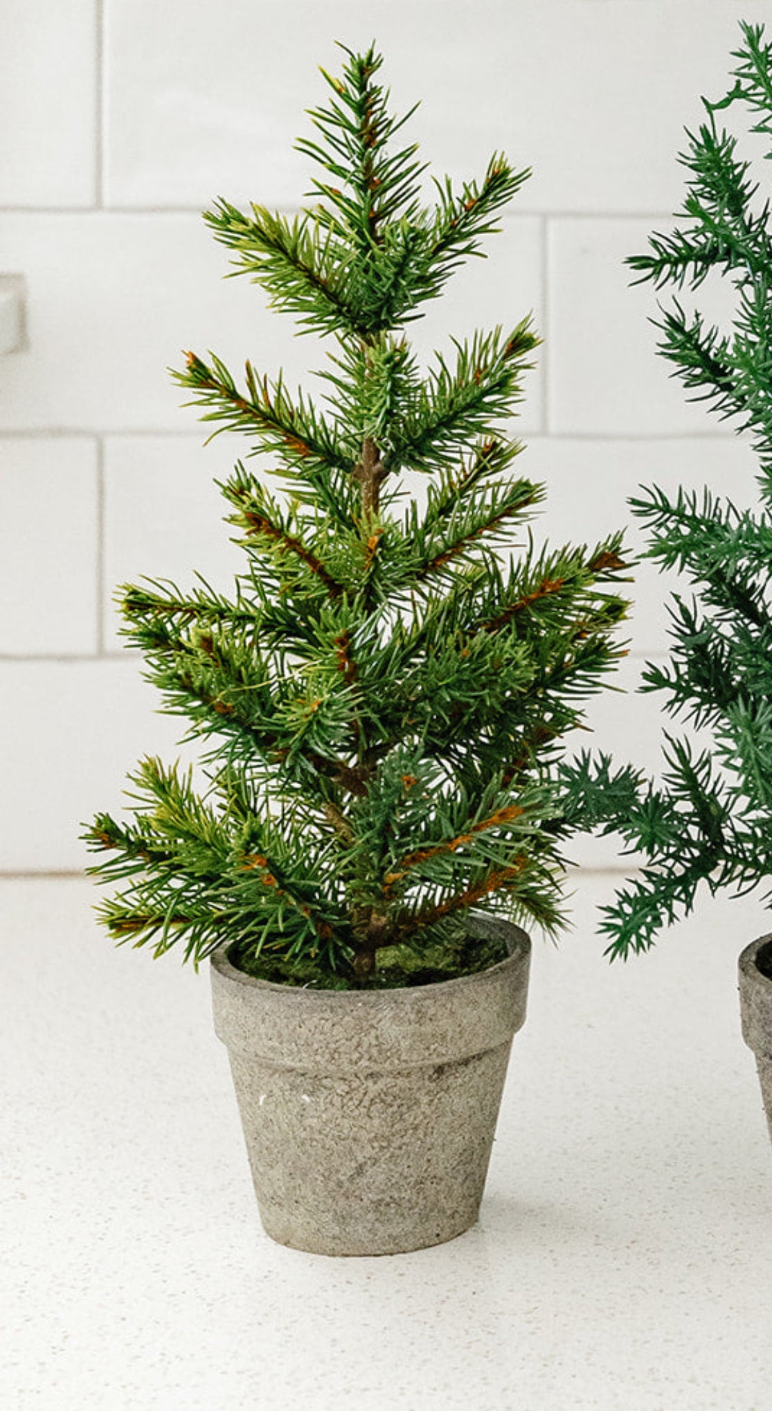 Potted Pines - 3 tree styles & 2 different sizes