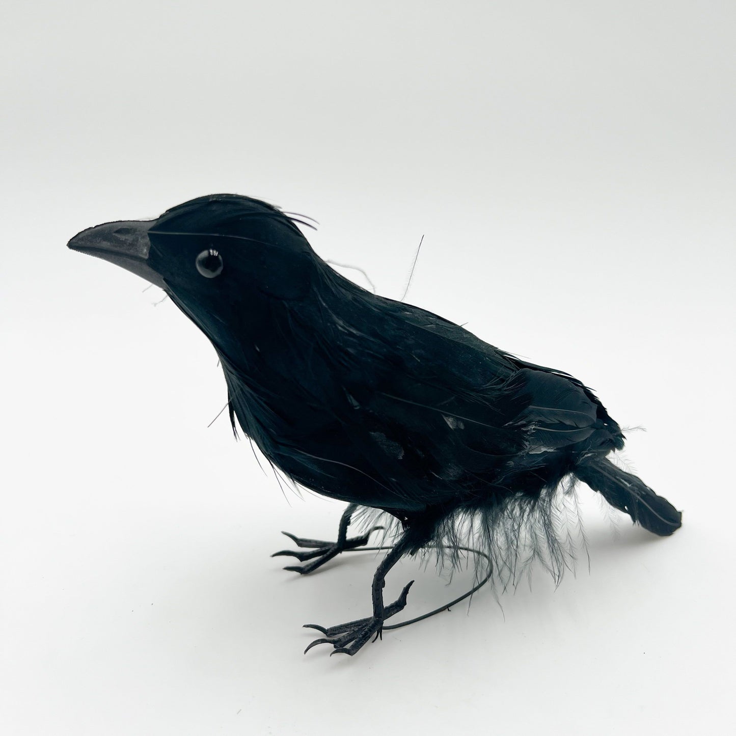 Small Black Crow