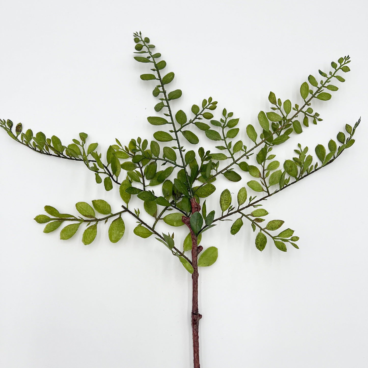 Sophora Japonica Leaf Stem- 26"