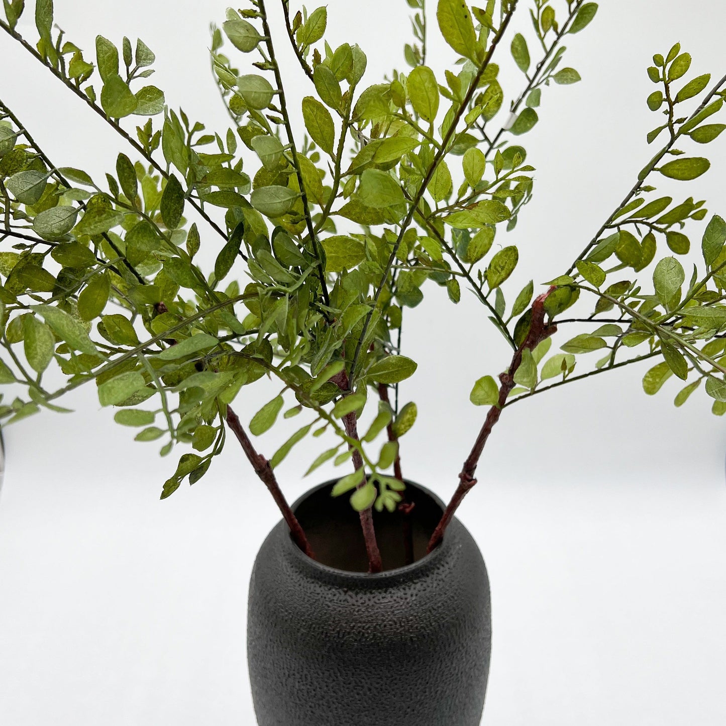 Sophora Japonica Leaf Stem- 26"