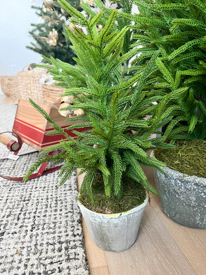 Norfolk Pine Tree in Gray Pot - 3 sizes available