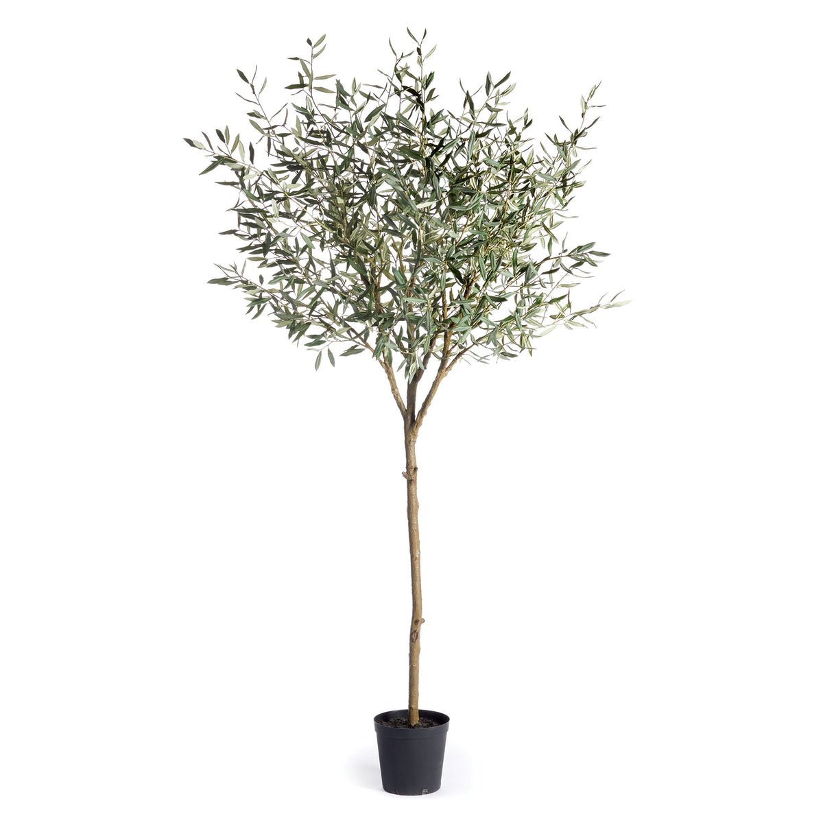 90” Olive Tree