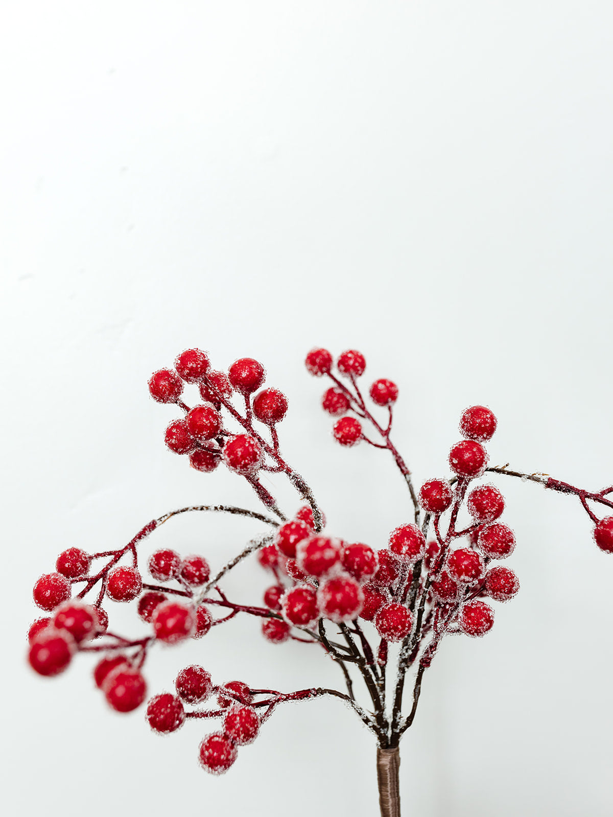 Iced Red Rosehip Bush - 14"