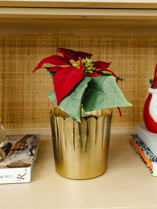 Red Velvet Poinsettia in Textured Gray Pot - 9"