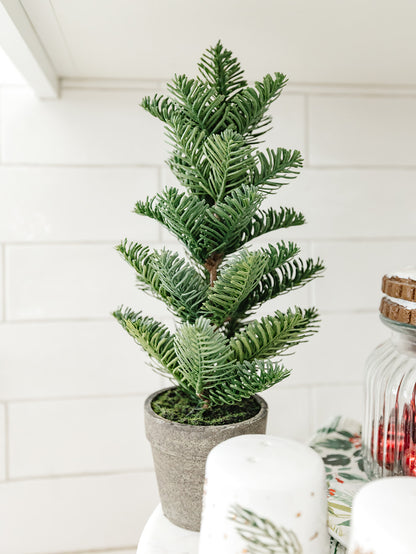 Potted Pines - 3 tree styles & 2 different sizes