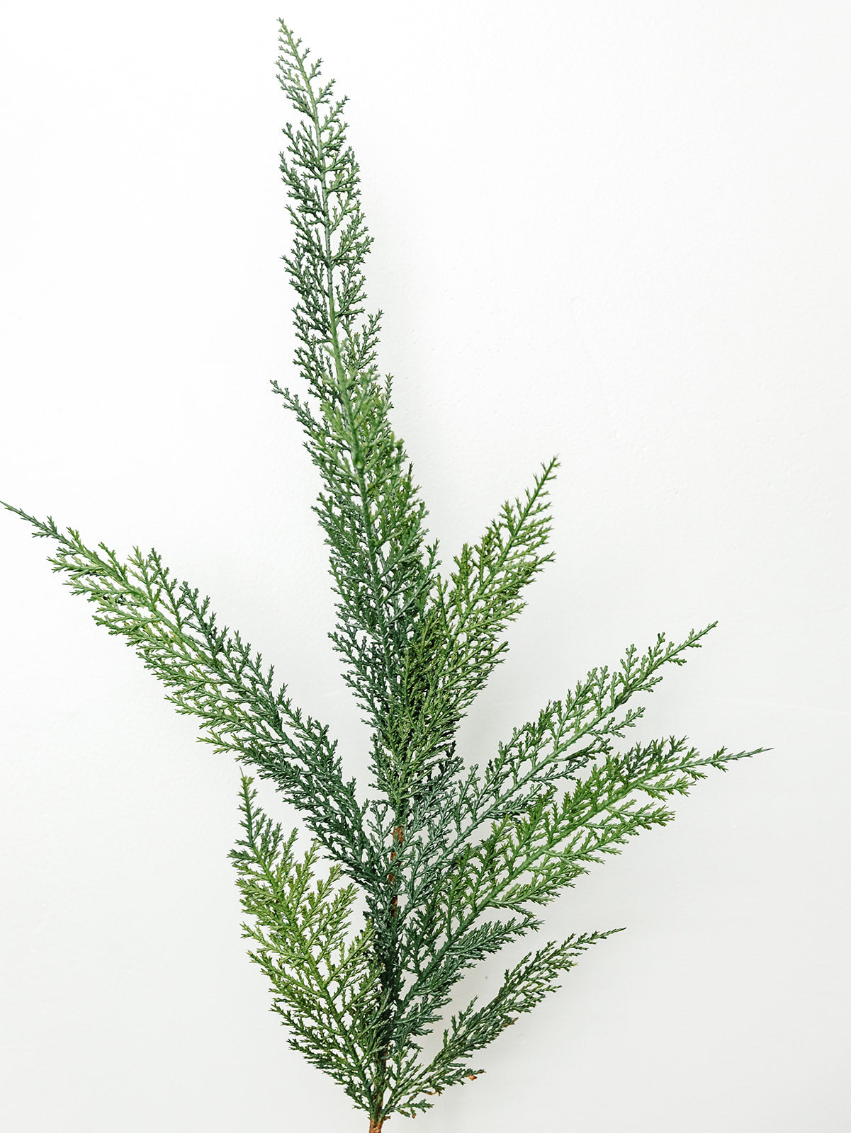 Cedar Spray - 40"