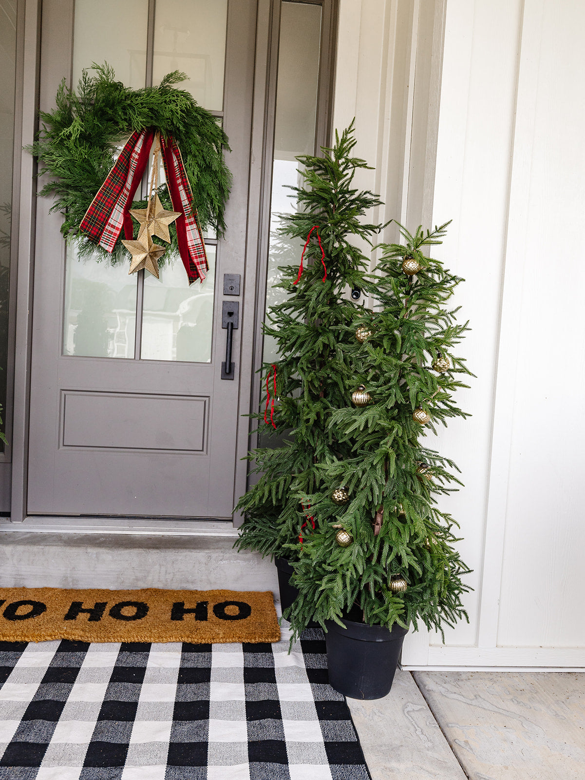 Willow Pine in Black Pot - 2 Sizes LOCAL PICK UP ONLY ON THIS ITEM