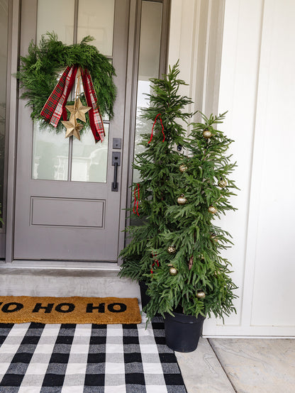 Willow Pine in Black Pot - 2 Sizes LOCAL PICK UP ONLY ON THIS ITEM