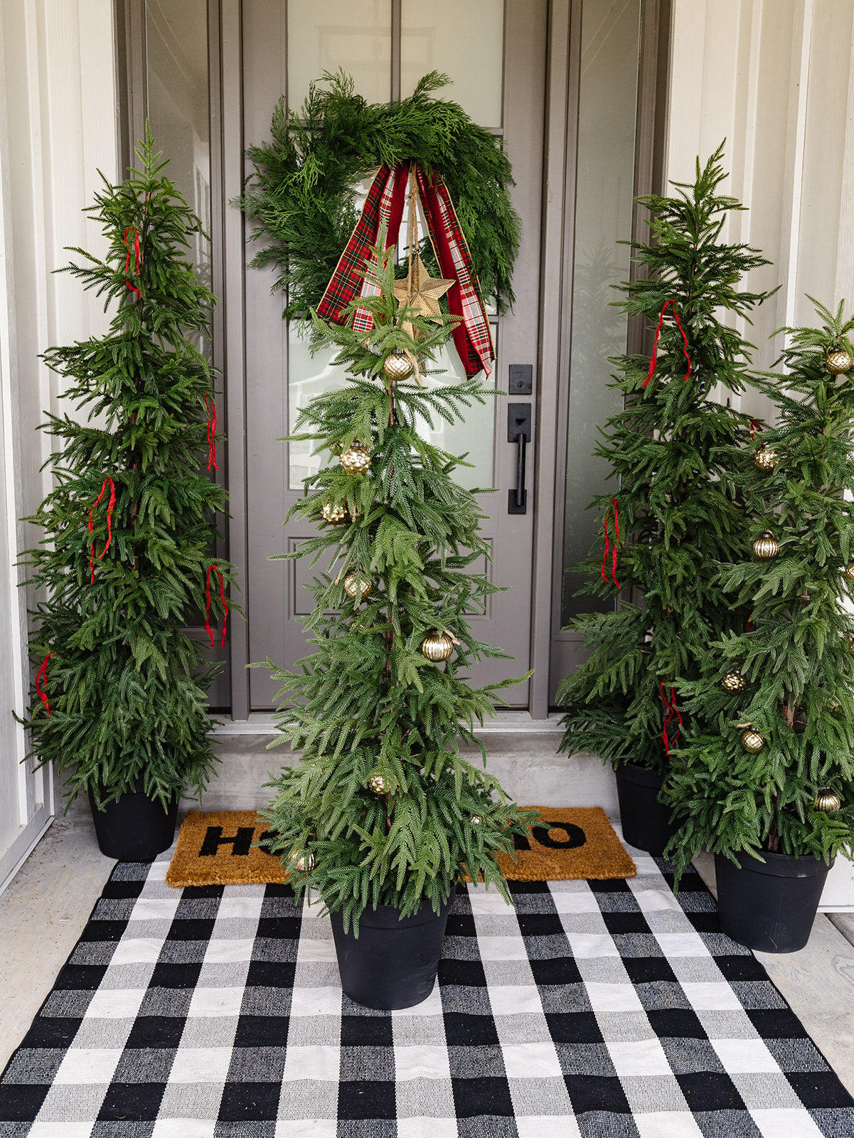 Willow Pine in Black Pot - 2 Sizes LOCAL PICK UP ONLY ON THIS ITEM