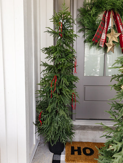 Willow Pine in Black Pot - 2 Sizes LOCAL PICK UP ONLY ON THIS ITEM
