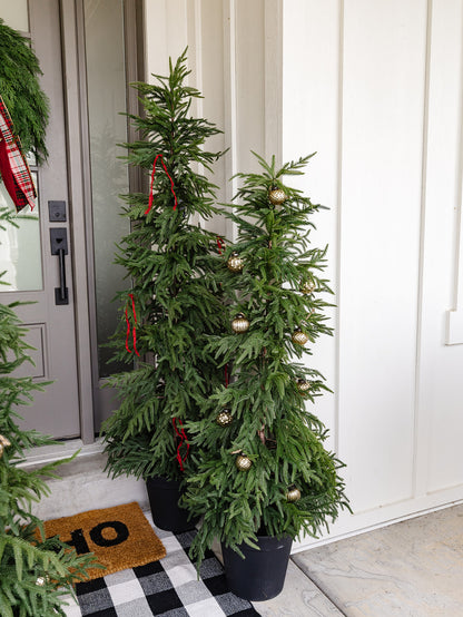 Willow Pine in Black Pot - 2 Sizes LOCAL PICK UP ONLY ON THIS ITEM