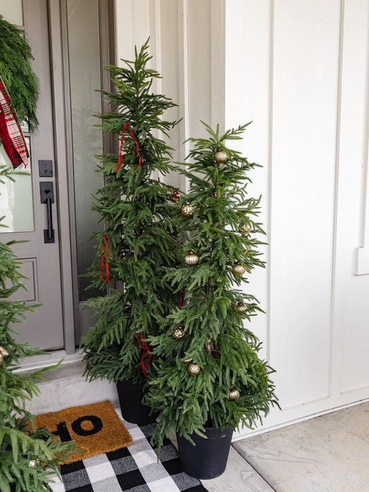 Willow Pine in Black Pot - 2 Sizes LOCAL PICK UP ONLY ON THIS ITEM
