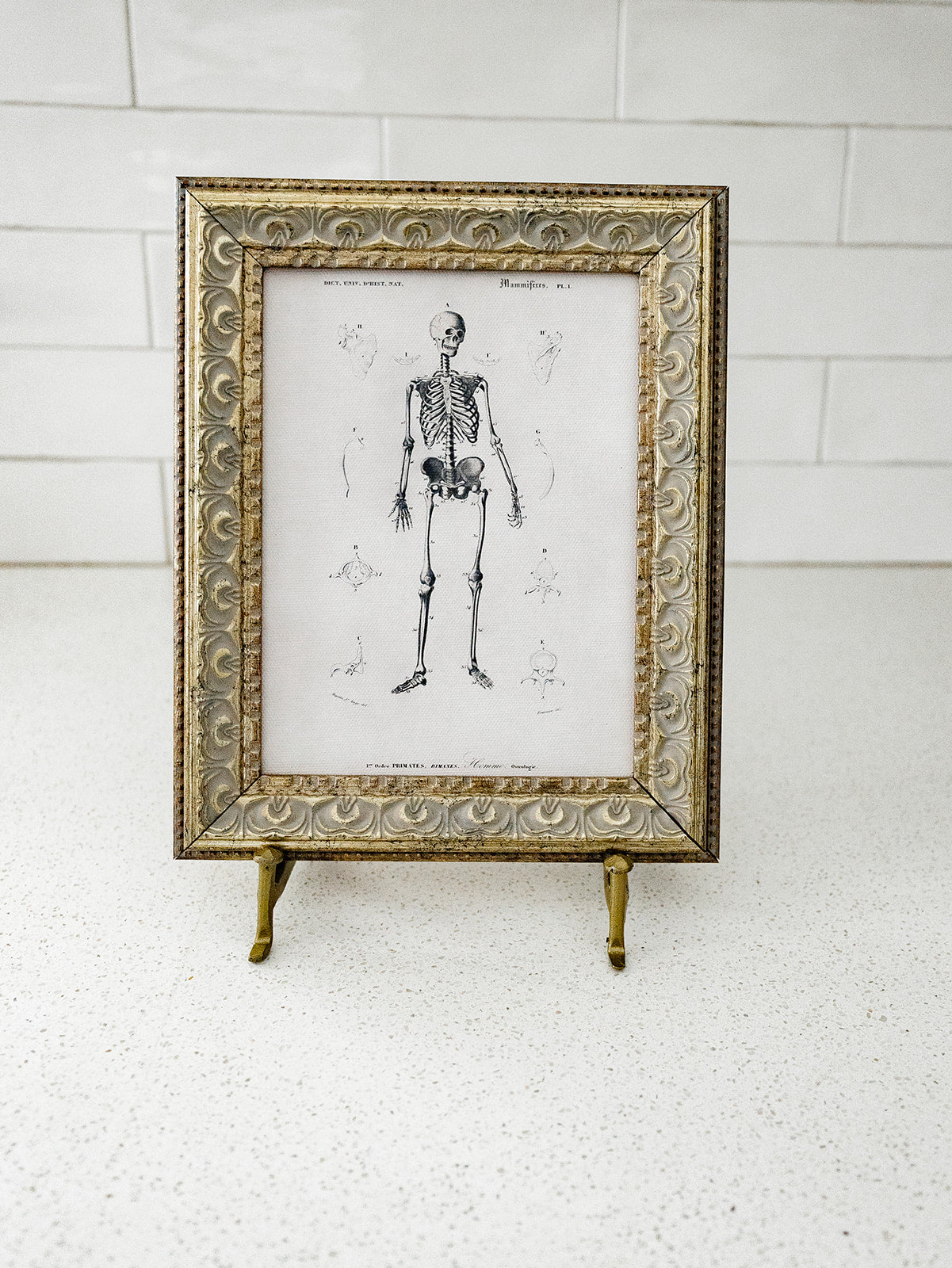 Bones Framed Art - 2 Sizes