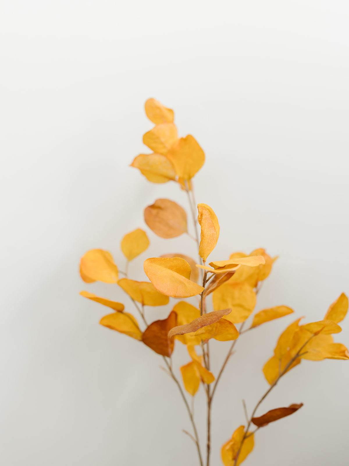 Orange Eucalyptus - 38.5"