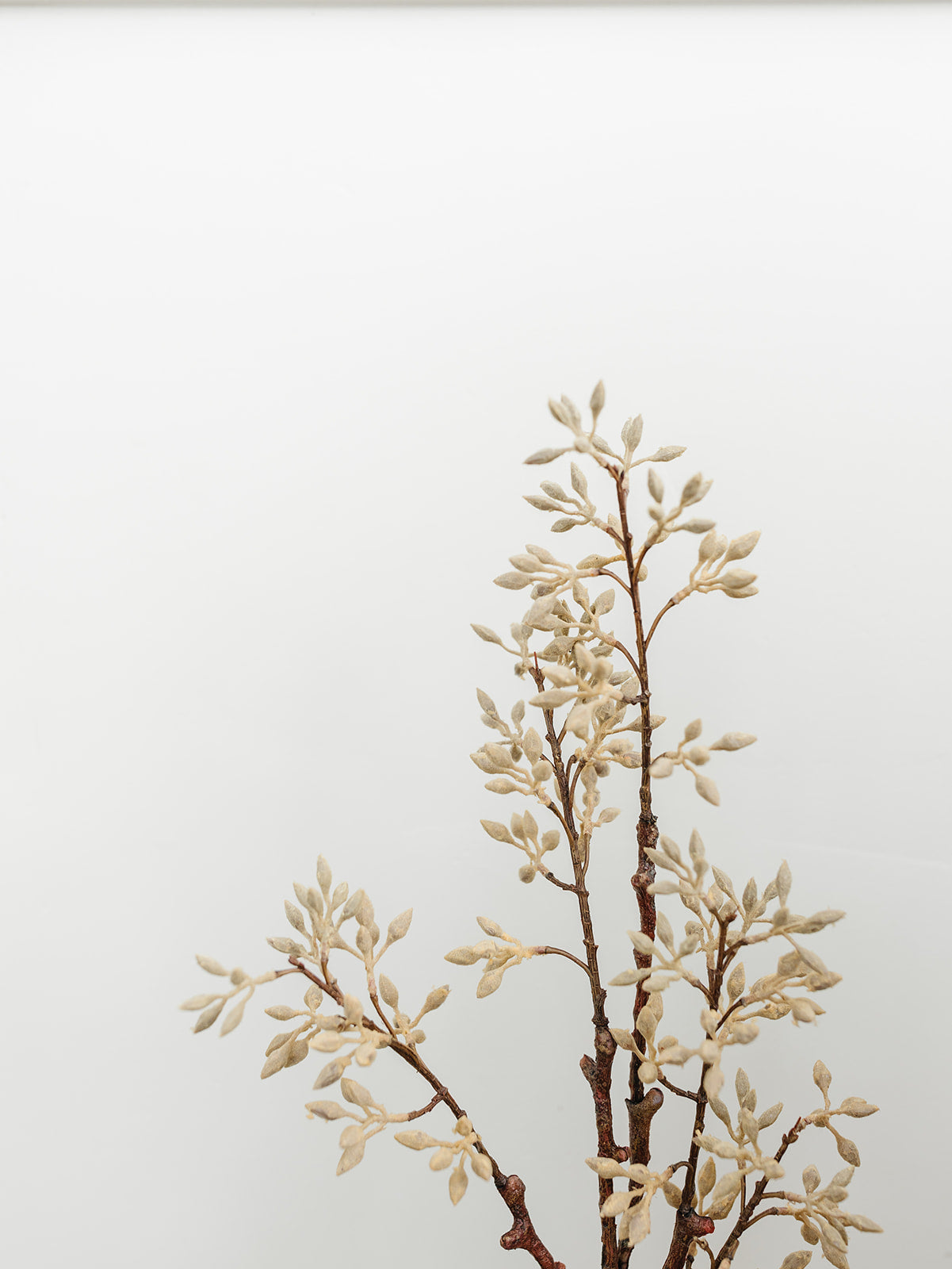 Tan Seed Spray - 35"
