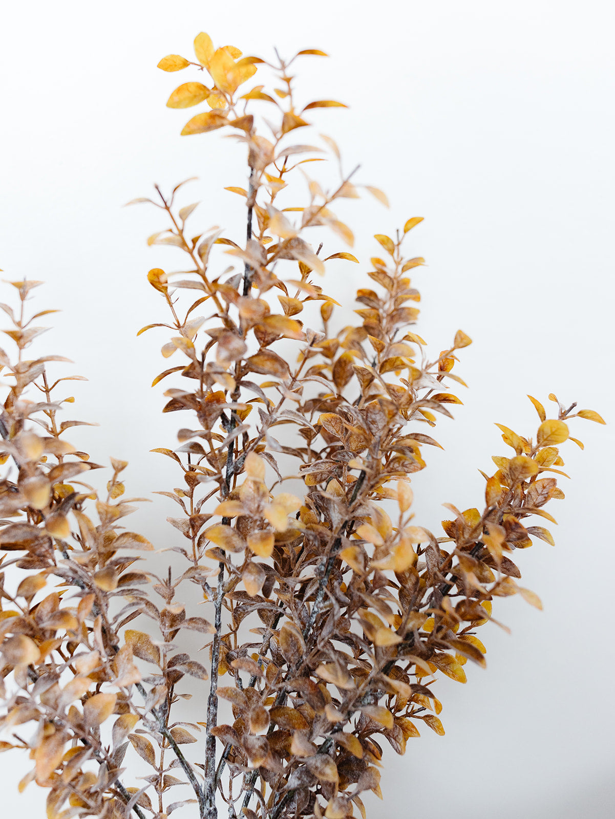 Tea Leaf Bush - 2 Lengths