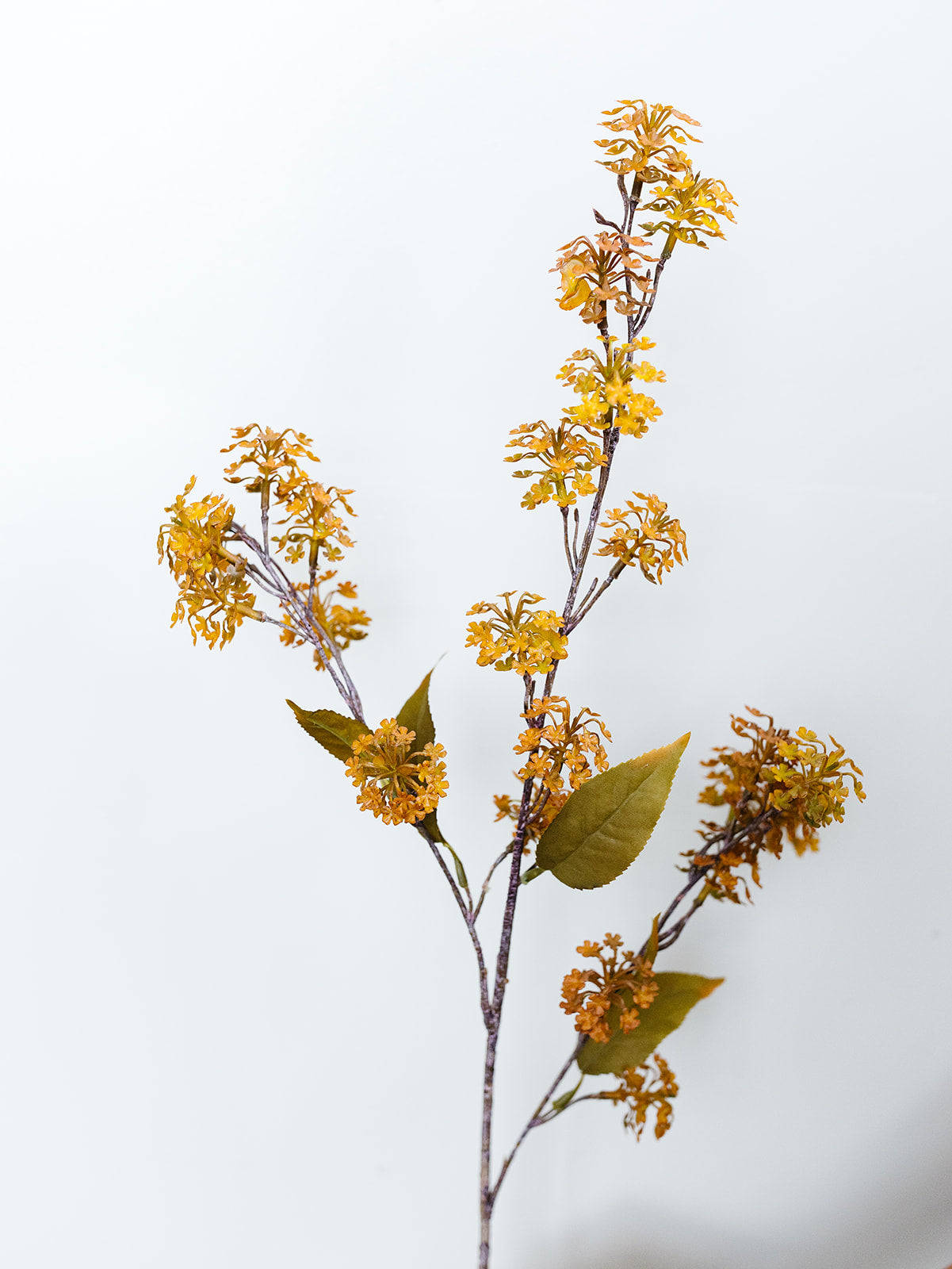 Amber Elderberry Fall Stem - 35"