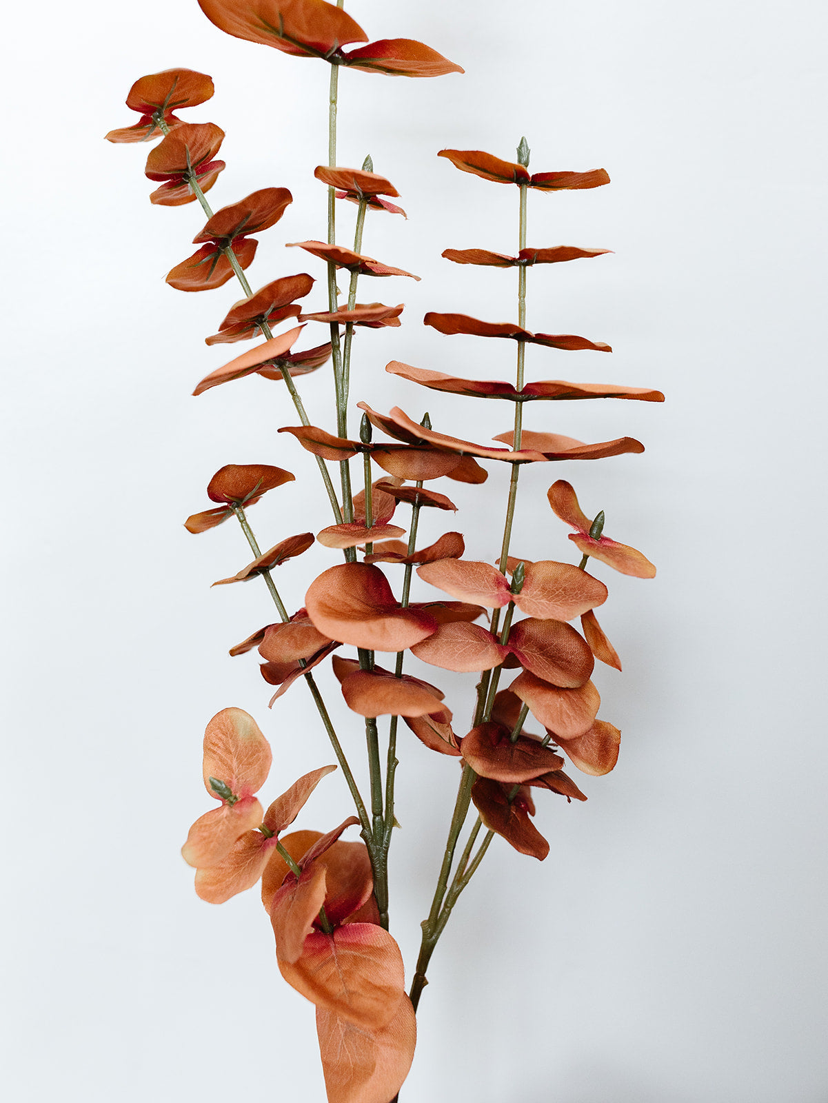 Orange Eucalyptus Stem - 35"