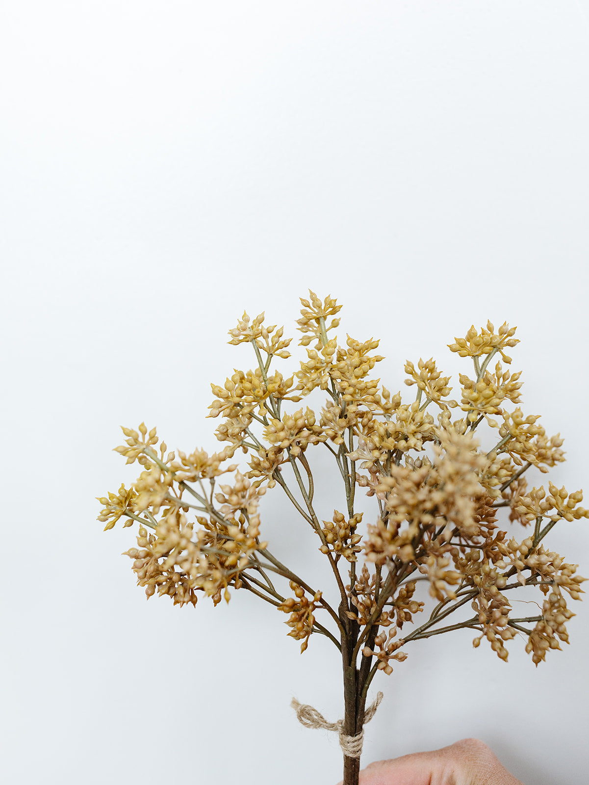 Tan Sedum Bundle - 12"