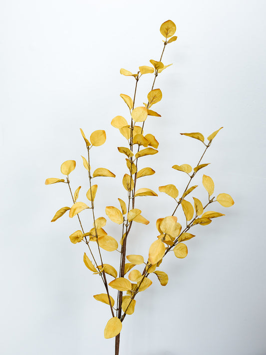 Yellow Eucalyptus - 34"