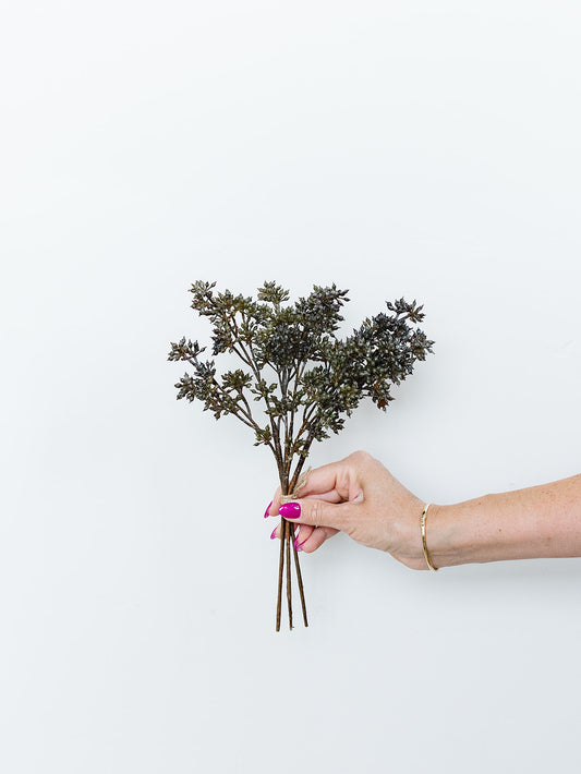 Sedum Bundle - 12" - Dark Brown