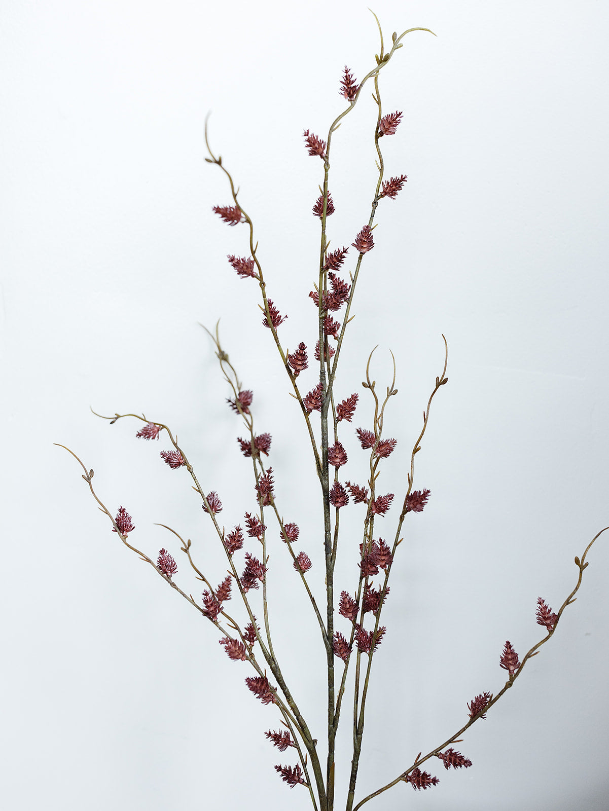 Burgundy Straw Flower Stem - 47"