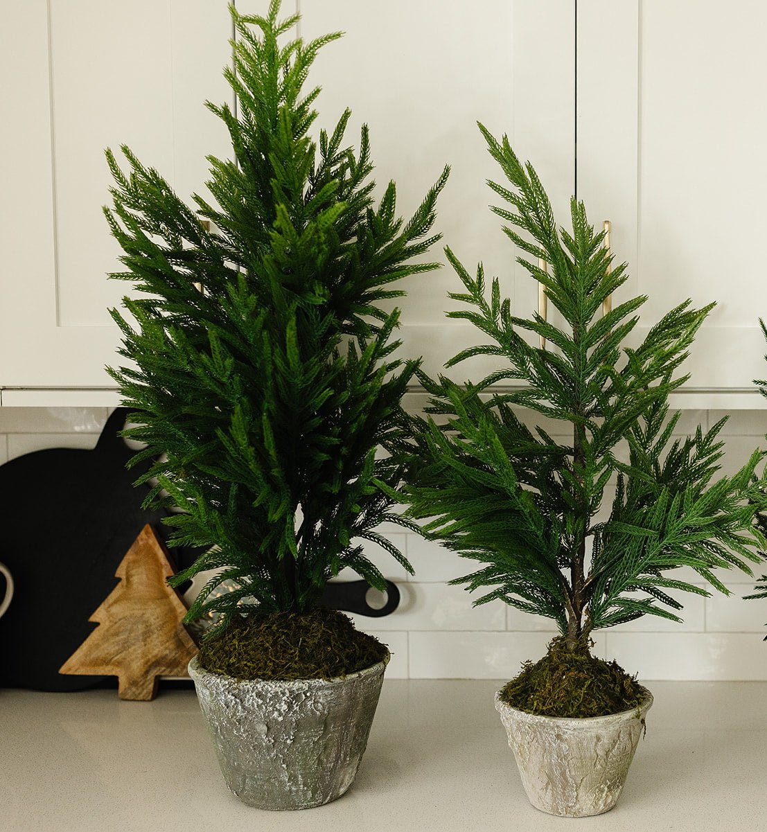 Norfolk Pine Tree in Gray Pot - 3 sizes available