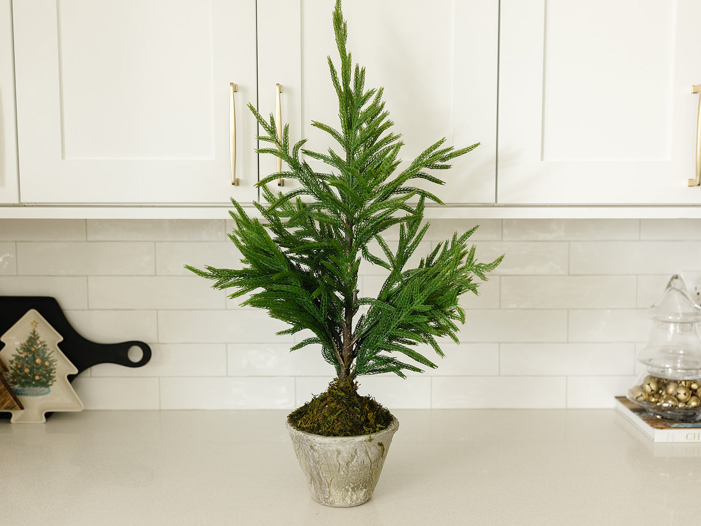 Norfolk Pine Tree in Gray Pot - 3 sizes available