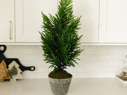 Norfolk Pine Tree in Gray Pot - 3 sizes available