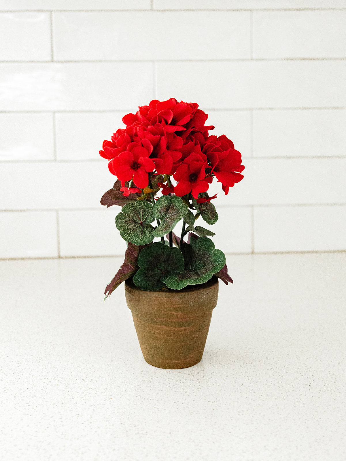 Red Geranium in Clay Pot