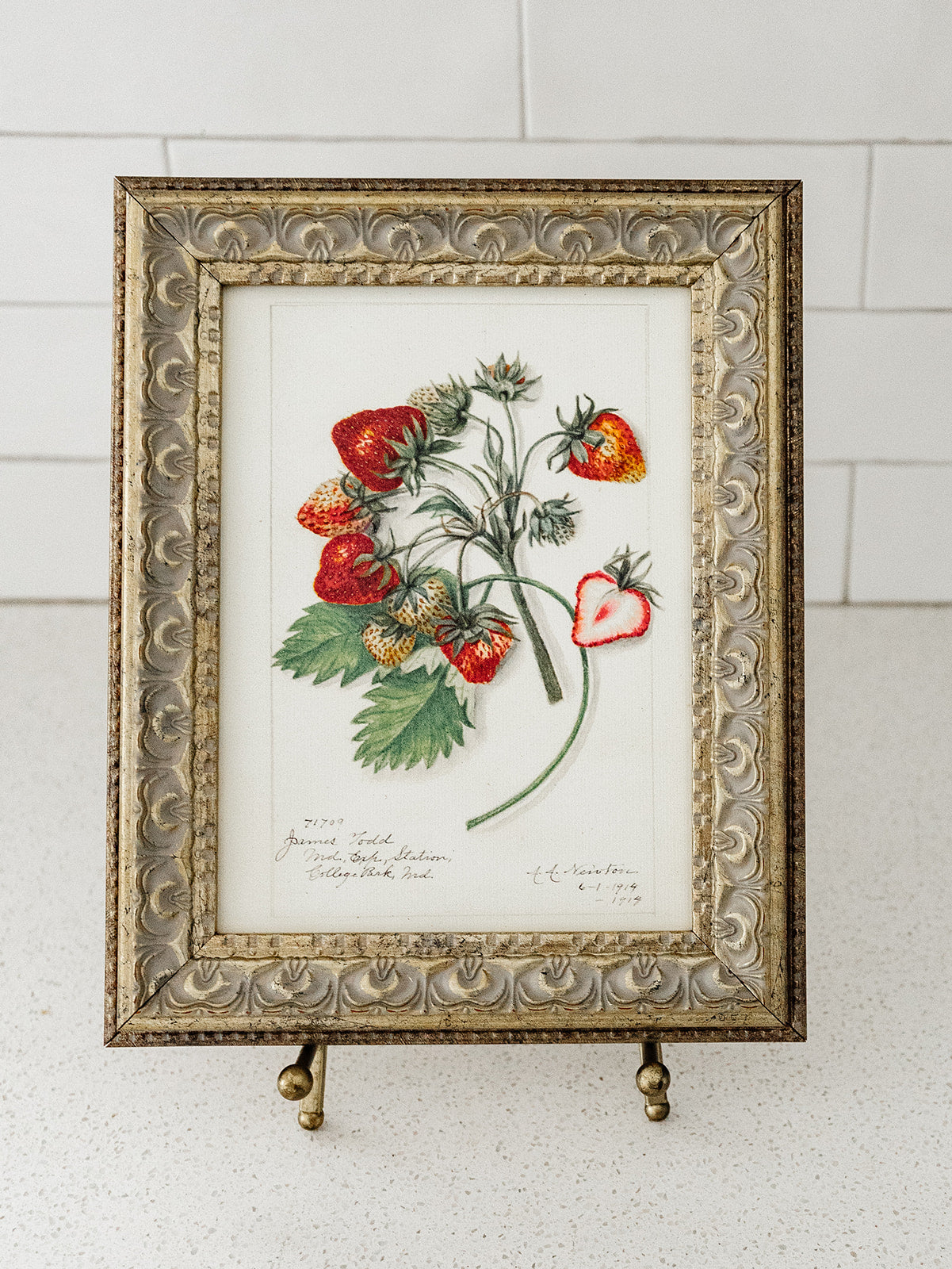 Strawberries Study Framed Art - 2 Sizes