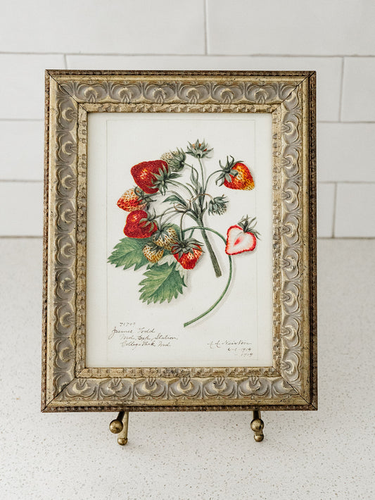 Strawberries Study Framed Art - 2 Sizes