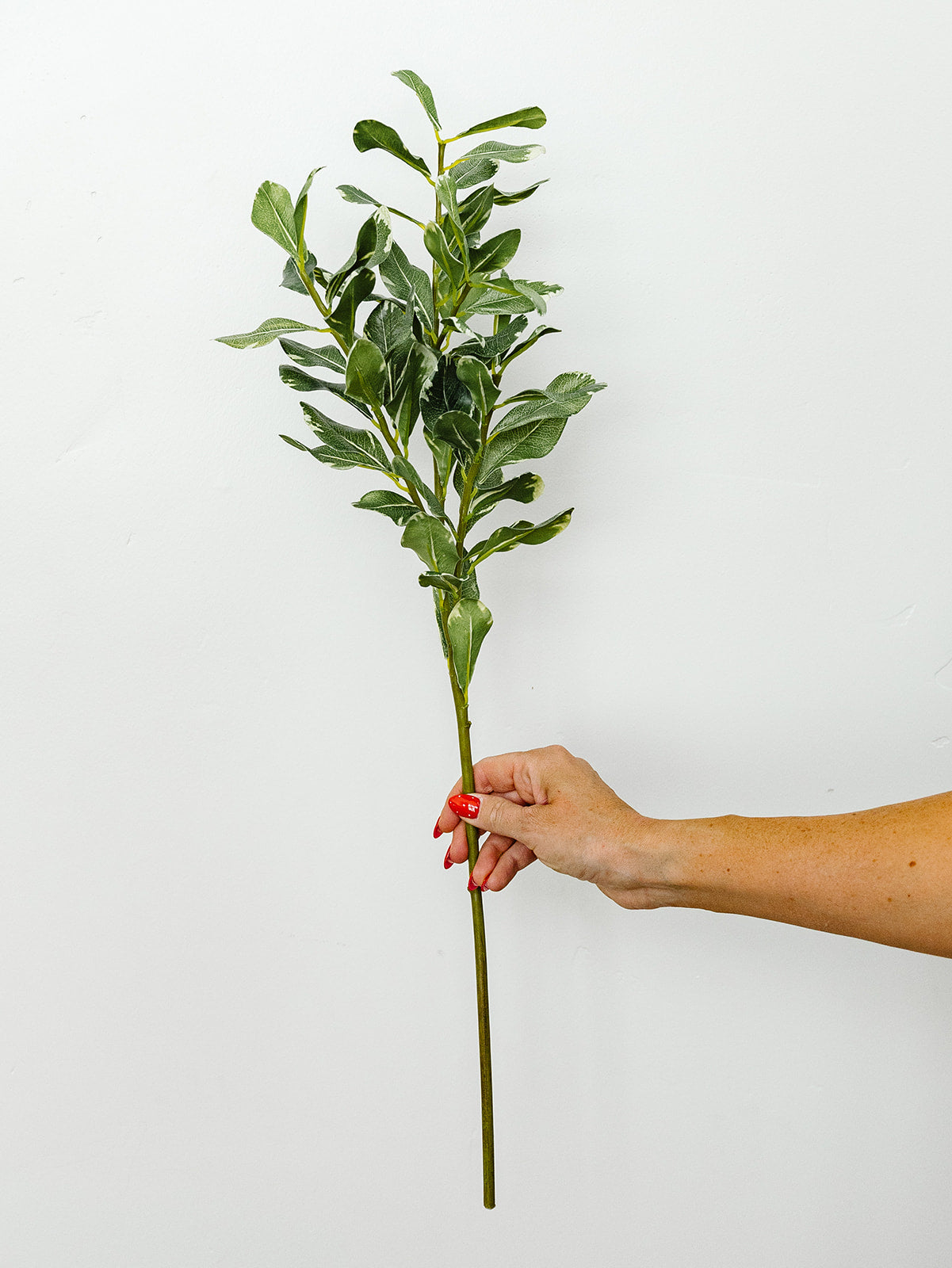 Pittosporum Leaf Stem - 28"