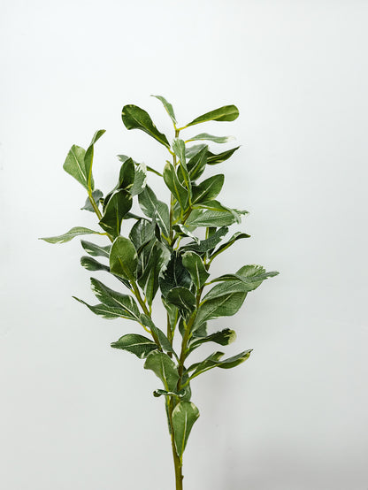 Pittosporum Leaf Stem - 28"