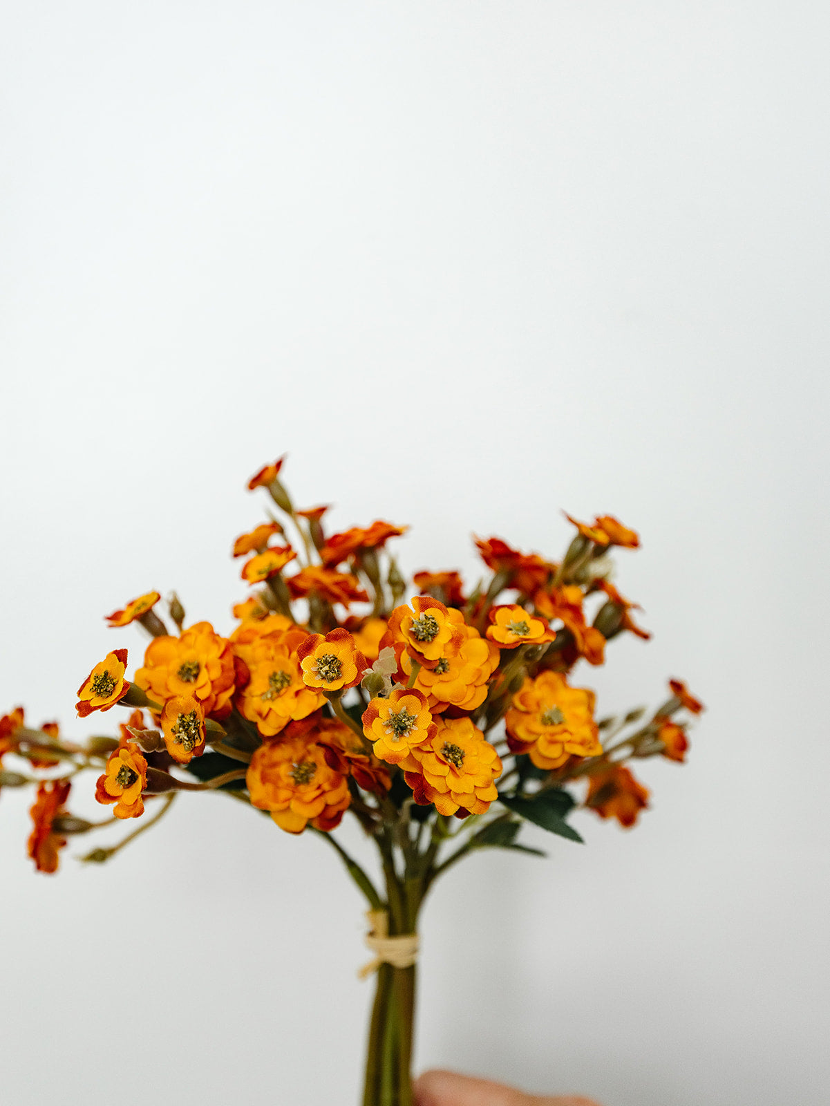 Orange Primrose 11" Bundle - 6 Stems