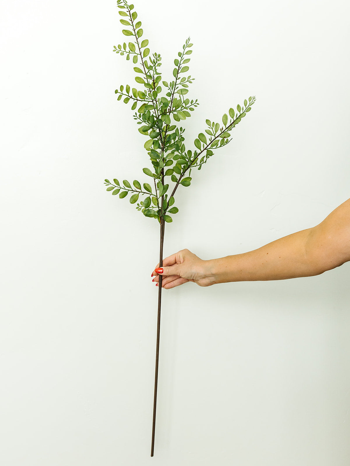 Sophora Leaf Stem- 44.5"