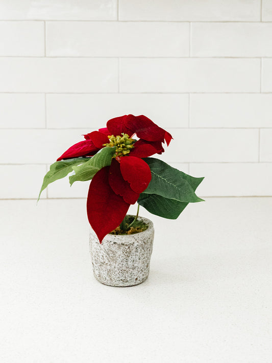 Red Velvet Poinsettia in Textured Gray Pot - 9"