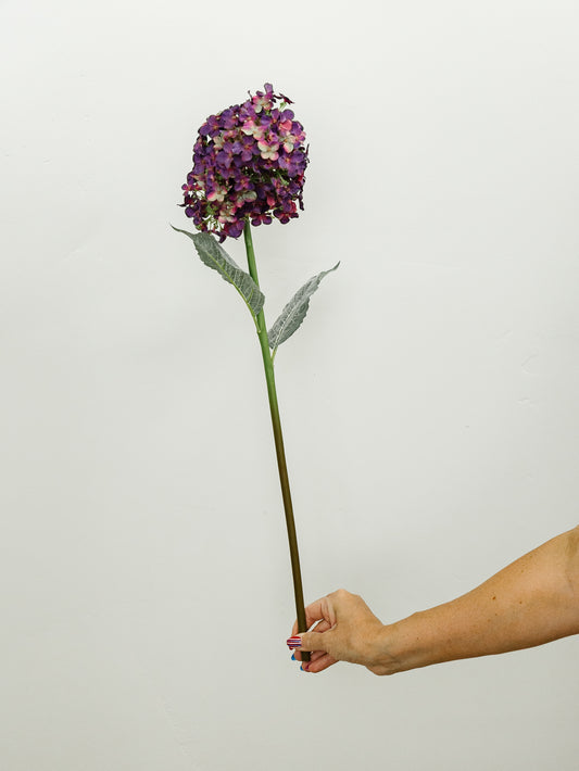 Cone Hydrangea - 2 Colors
