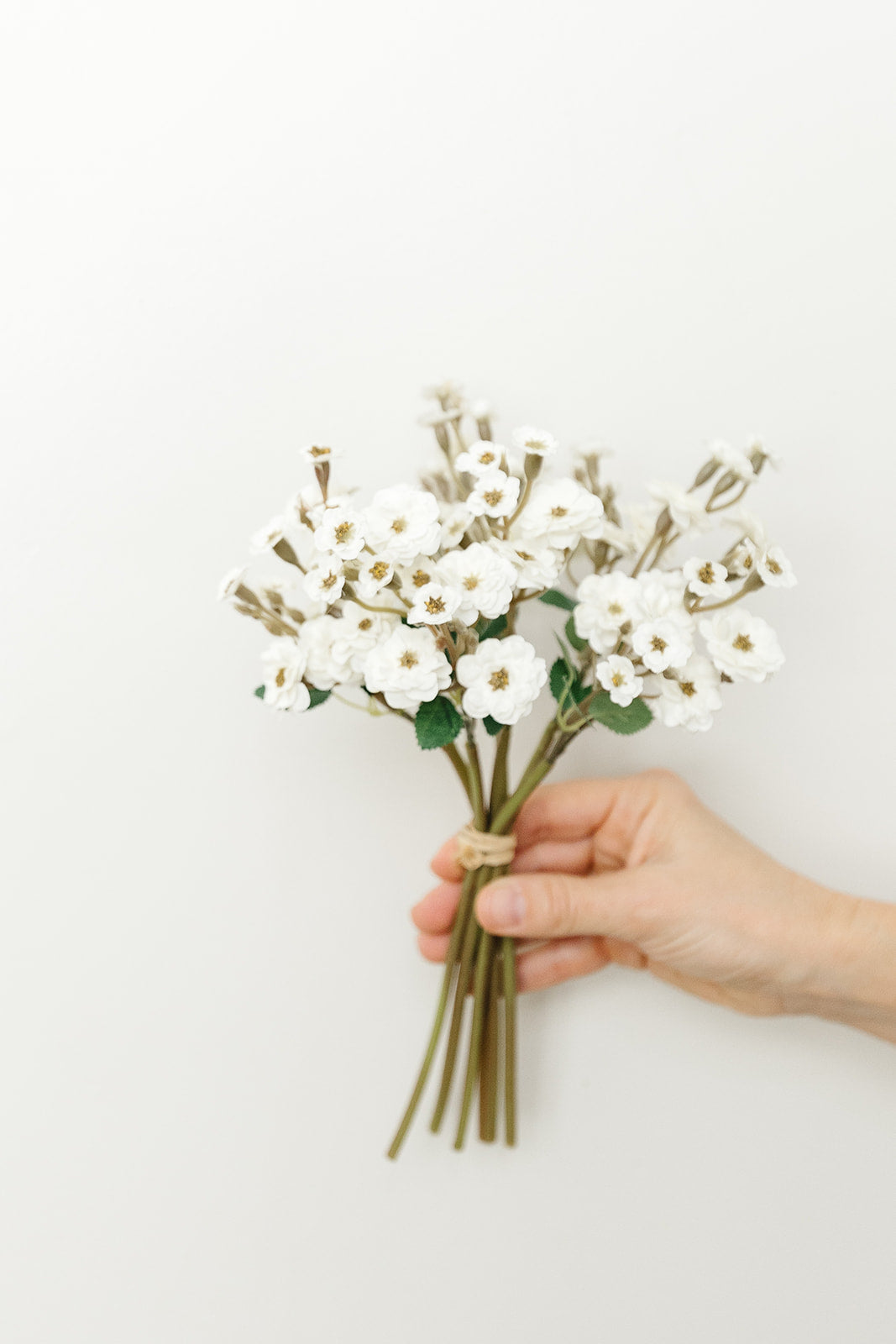 White Primrose Bundle - 6 Stems - 11"