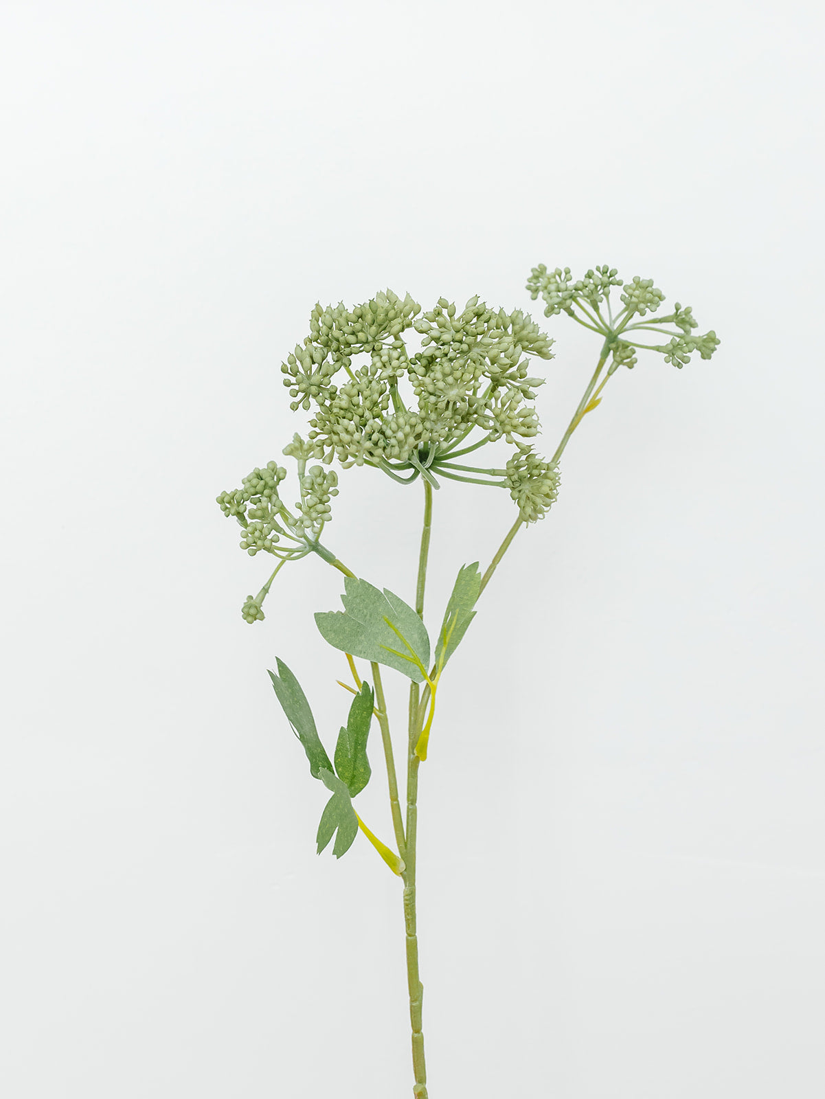 Angelica Spray - 23.5