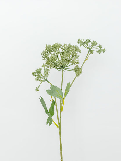Angelica Spray - 23.5