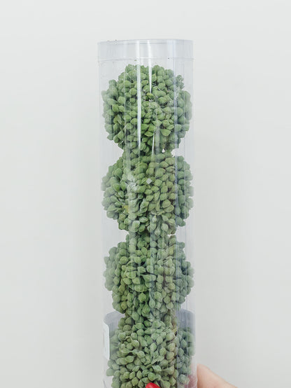 Sedum Orb - Set of 4