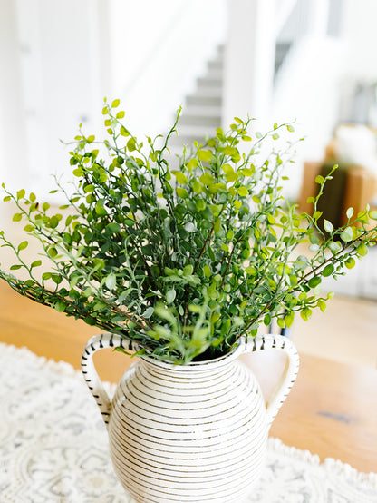 Muehlenbeckia Wire Bush - 10"