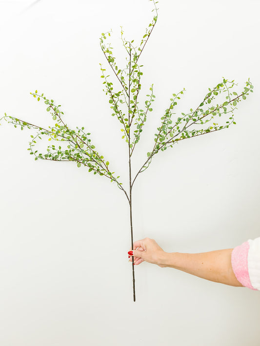 Muehlenbeckia Wire Spray - 42"