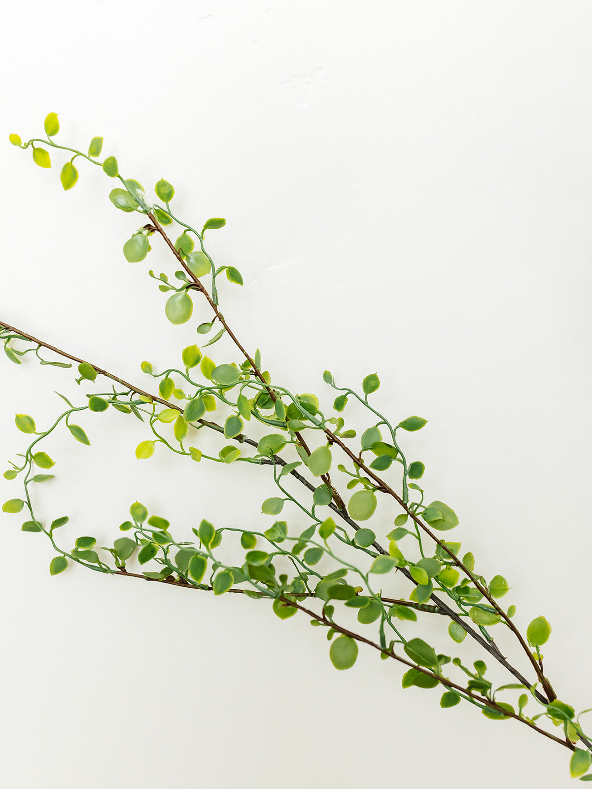 Muehlenbeckia Wire Spray - 42"
