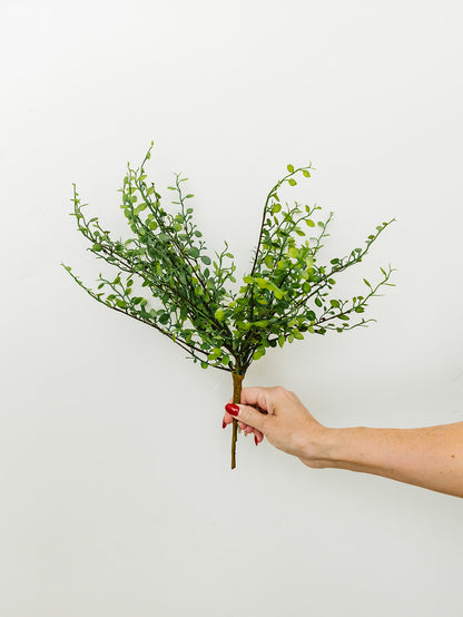 Muehlenbeckia Wire Bush - 10"