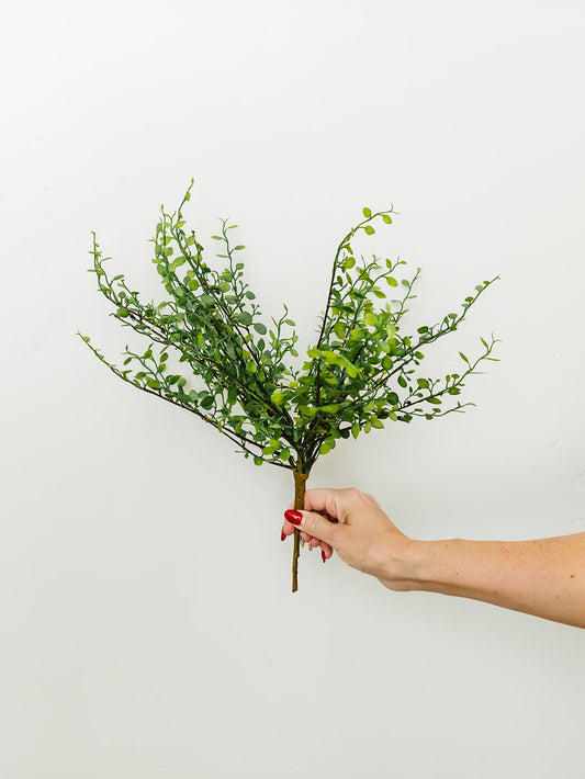 Muehlenbeckia Wire Bush - 10"