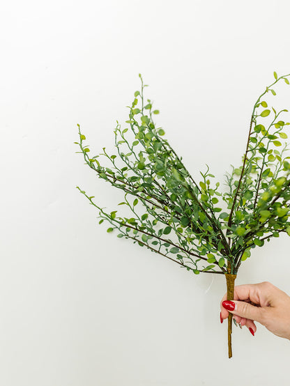 Muehlenbeckia Wire Bush - 10"