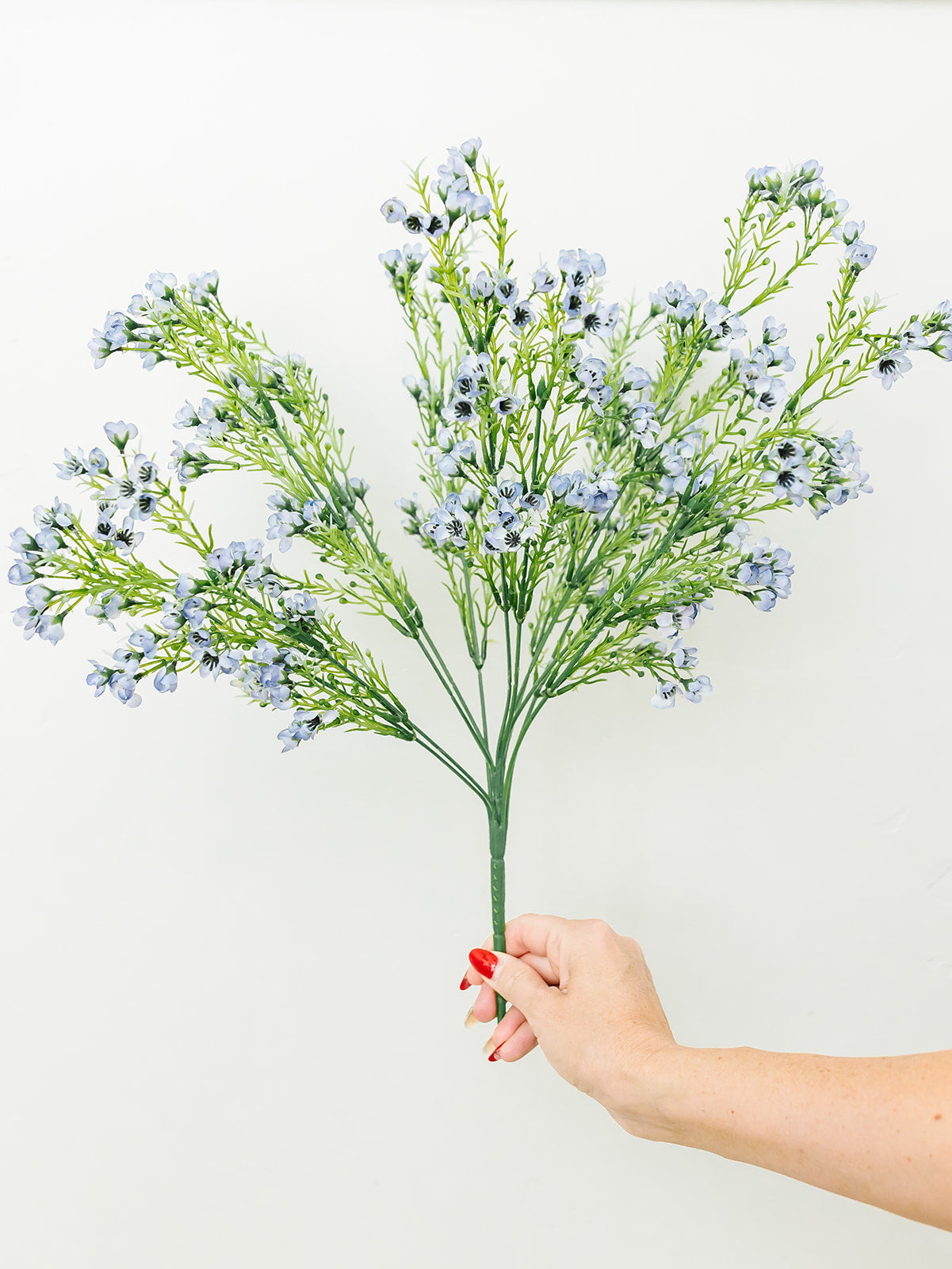 Waxflower Bush Light Blue - 19'